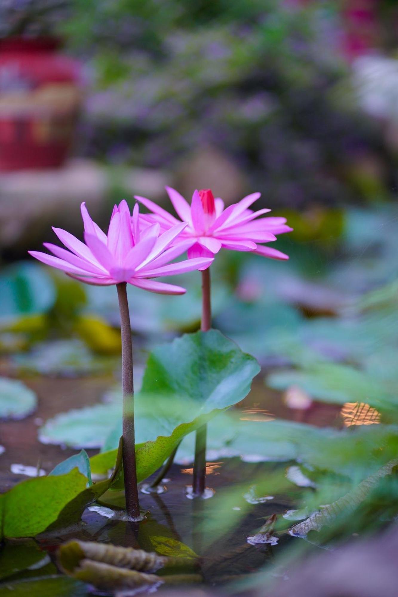 Вілла Gobies Garden Моктяу Екстер'єр фото